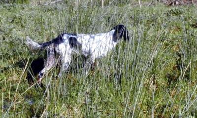 Sur le gibier